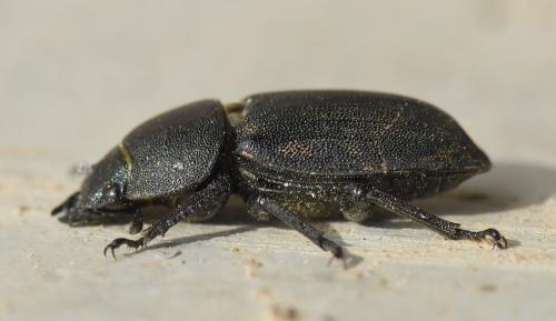 Réf. 227 459 : Dorcus parallelipipedus